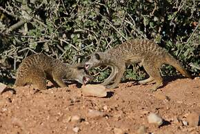 Buffelsdrift Game Lodge