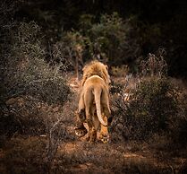 Buffelsdrift Game Lodge