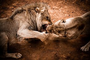 Buffelsdrift Game Lodge