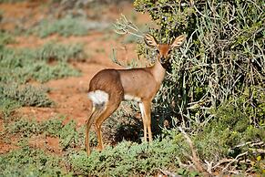 Buffelsdrift Game Lodge