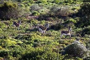 Buffelsdrift Game Lodge