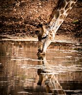 Buffelsdrift Game Lodge