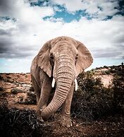 Buffelsdrift Game Lodge