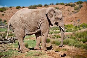 Buffelsdrift Game Lodge