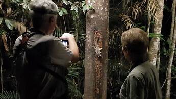 Chambers Wildlife Rainforest Lodges