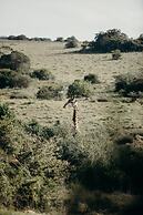 Hlosi Game Lodge - Amakhala Game Reserve