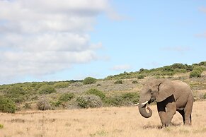 Bukela Game Lodge Amakhala Game Reserve