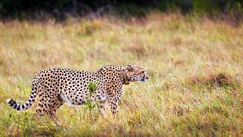 Bukela Game Lodge Amakhala Game Reserve