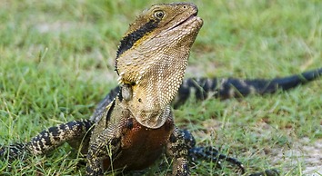 Discovery Parks - Byron Bay