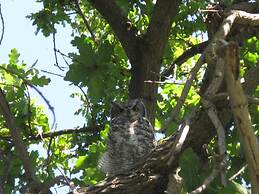 Montagu Vines Guest House