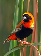 Montagu Vines Guest House