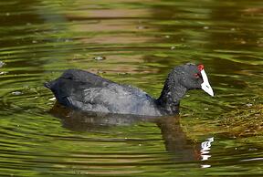 Montagu Vines Guest House