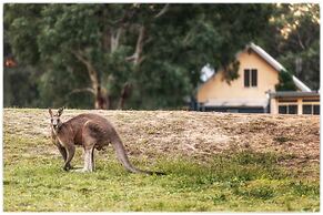 Madigan Wine Country Cottages