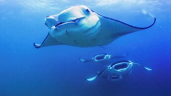 Anantara Kihavah Maldives Villas