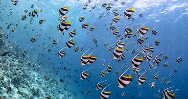 Anantara Kihavah Maldives Villas