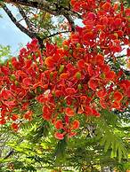 Gumbo Limbo Jungle Resort