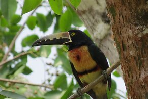 Gumbo Limbo Jungle Resort