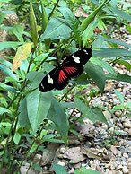 Gumbo Limbo Jungle Resort