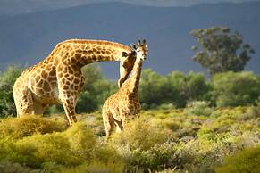 Inverdoorn Private Game Reserve