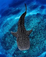 Ningaloo Lodge Exmouth