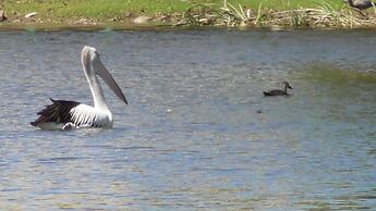 Sanctuary Lakes Fauna Retreat