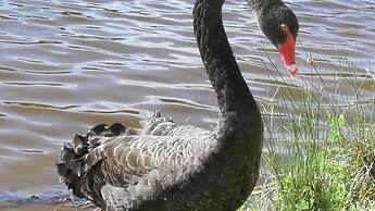 Sanctuary Lakes Fauna Retreat