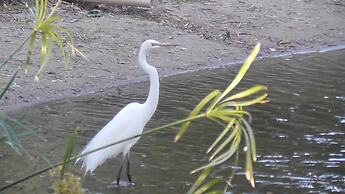Sanctuary Lakes Fauna Retreat