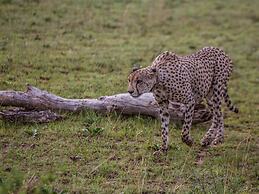 Nkomazi Game Reserve by NEWMARK