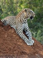 Tuningi Safari Lodge