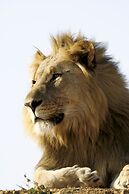 Tuningi Safari Lodge