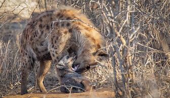 Tuningi Safari Lodge