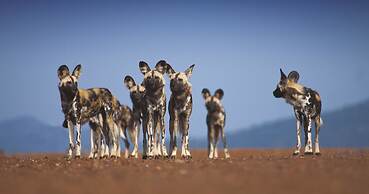 Tuningi Safari Lodge