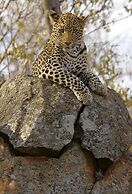 Tuningi Safari Lodge