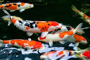 Cebu White Sands Resort and Spa