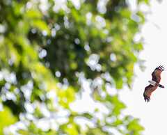 The Vijitt Resort Phuket