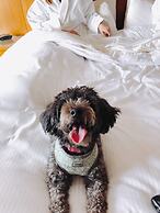 The Westin Austin at The Domain