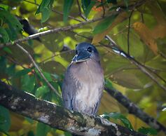 Aguila de Osa Rainforest & Marine Adventure Lodge
