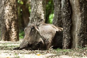 Bushwillow Collection