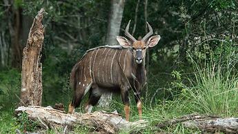 Bushwillow Collection