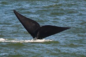 Milkwood Lodge - Hermanus