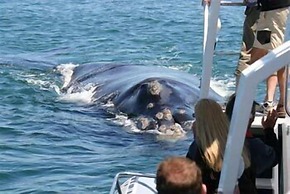 Milkwood Lodge - Hermanus