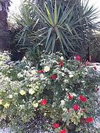 Suite House L'isola che non c'è