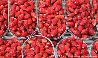 Suite House L'isola che non c'è