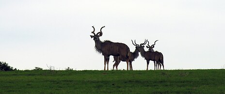 Woodall Country House & Spa