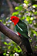 Narrows Escape Rainforest Retreat