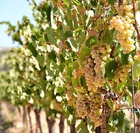 Saint Andrea Sea Side Resort - Adults Only