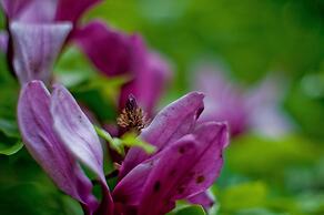 Villa Marie- Self-Catering