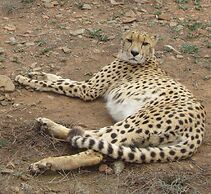 Addo Dung Beetle Guest Farm