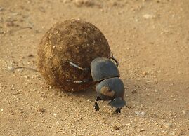 Addo Dung Beetle Guest Farm