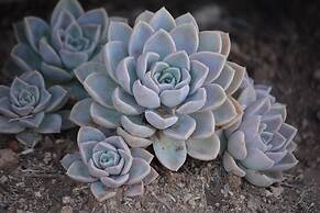 Addo Dung Beetle Guest Farm